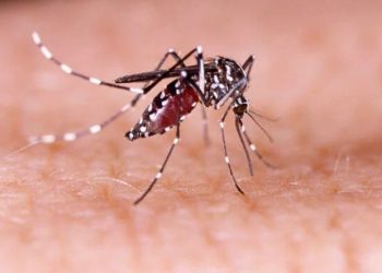 Tubarão registra dois casos de dengue contraídos na cidade