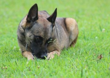 Morre cadela Flecha, que atuou por 11 anos no K-9 da Polícia Militar