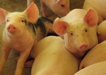 Santa Catarina amplia exportações de carne suína no primeiro trimestre de 2023