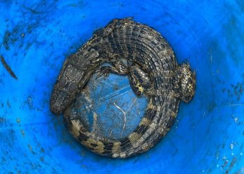 Jacaré é capturado na cidade de Jaguaruna