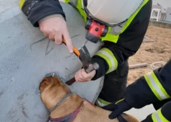 Cadela é resgatada após prender a cabeça em concreto