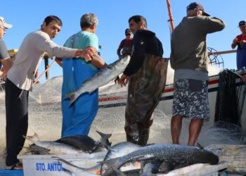 Laguna: pescadores comemoram captura de tainhas no Farol de Santa Marta