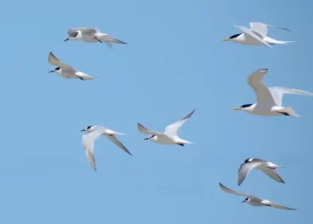 Santa Catarina identifica gripe aviária em ave silvestre