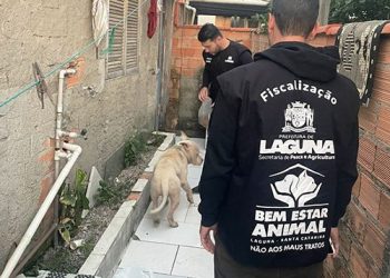 Laguna: fiscalização apura maus-tratos a cães pitbull
