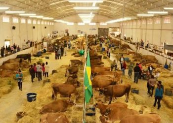 Feagro tem início com diversos atrativos para os visitantes