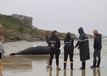 Garopaba: filhote de baleia-franca encalha é encontrada na praia da Barra