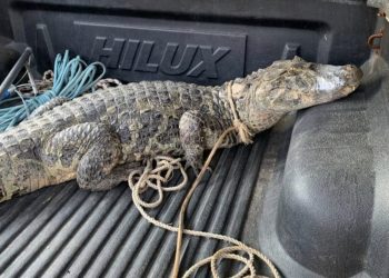 Tubarão: jacaré é capturado por mecânicos nos fundos de oficina