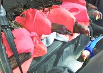 Galos usados para rinha são flagrados em carro na BR-101