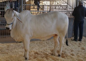 AgroPonte: há 29 anos, raça Brahman chegava em Santa Catarina; bovinos estarão na feira