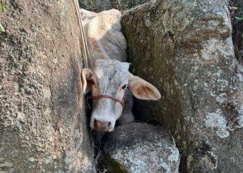 Tubarão: vaca presa em rochas é resgatada pelo Corpo de Bombeiros