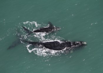 Sobrevoo registra 225 baleias-francas no litoral dos estados do Sul do Brasil