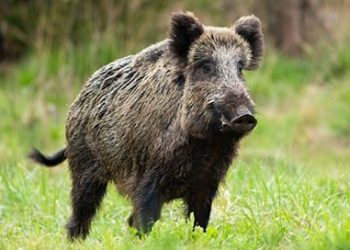 Javalis se tornam ameaça em toda região