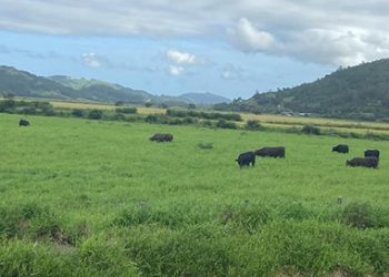 Região registra 34 casos de raiva em animais, Treze de Maio é o município que mais teve registro