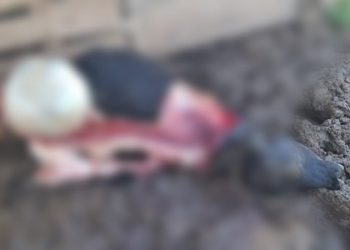 Abigeato em São Ludgero alerta proprietários de terrenos rurais