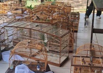 Armazém: torneio de canto de pássaros é flagrado e 40 aves são apreendidas