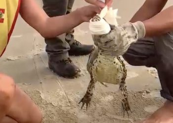 Jaguaruna: jacaré é capturado na beira-mar