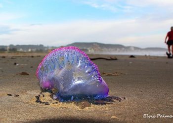 Mais de 5 mil lesões por águas-vivas são registradas no litoral sul