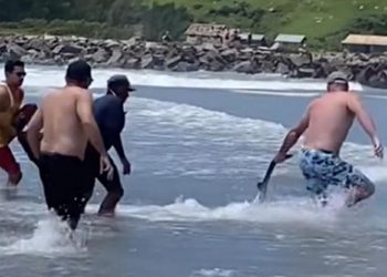 Tubarão-martelo aparece em praia da região