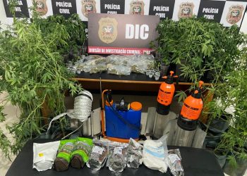 Tubarão: operação policial apreende grande quantidade de pés de maconha e porções de skank