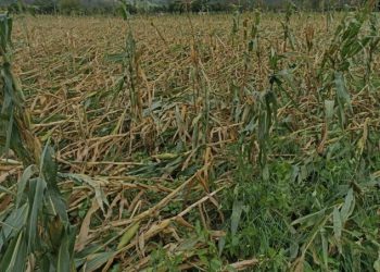 Em Timbé do Sul, rajadas de vento danificam plantações de milho