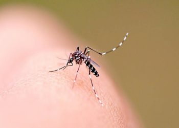 Estado ultrapassa 100 mortes por dengue e tem mais de 67 mil casos confirmados