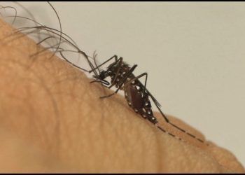 Brasil já tem mais de 3 milhões de casos de dengue em 2024