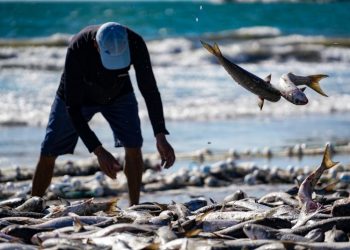 Economia: coordenadas para captura da tainha serão definidas pela Polícia Militar Ambiental