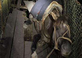Bombeiros utilizam guindaste para resgatar cavalo preso em ponte pênsil na cidade de Lauro Müller