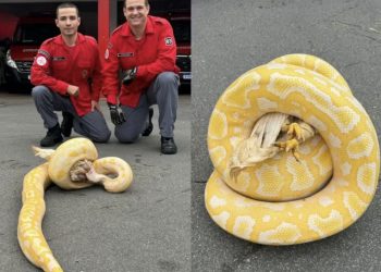 Cobra píton é resgatada enrolada a galinha após matar aves