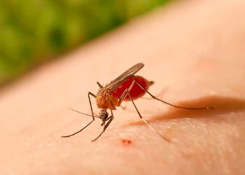 Amurel tem o primeiro caso de febre do Oropouche