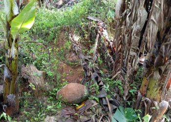 Deslizamento de terra causa danos em estrada e plantação de banana no Extremo Sul