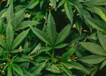 Supremo fixa 40 gramas de maconha para diferenciar usuário de traficante