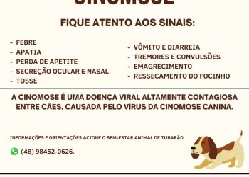 Casos de cinomose canina aumentam na região