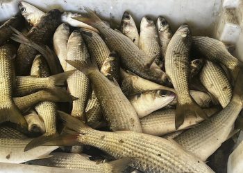 Peixes apreendidos pela Polícia Ambiental são doados para entidades