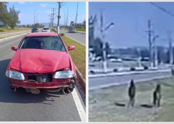 Cavalos soltos atrapalham trânsito e provocam acidente