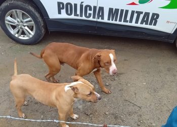 Cães pitbulls atacam e matam 21 galinhas