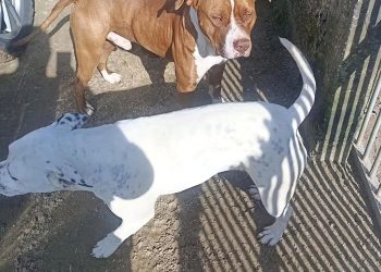 Pitbulls soltos em rua assustam moradores