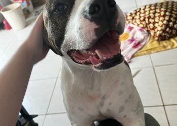 Pitbull que sofreu maus-tratos busca lar