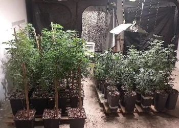 Imbituba: homem é preso por cultivar mais de 200 pés de maconha