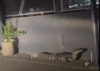 Jacaré de três metros é resgatado em meio a casas em Tubarão