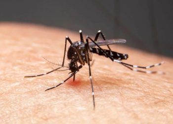 Tubarão: saúde atualiza dados sobre a dengue