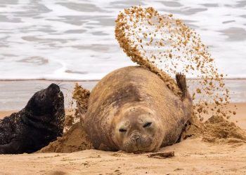 Primeiro elefante-marinho nascido no Brasil brinca com a mãe em Garopaba