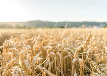 Produção de trigo em SC: estimativa é de aumento em 40,8% na safra 2024/2025