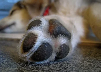 Morador da região é indiciado por tentar exterminar animais por envenenamento