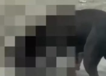 Tubarão: ataques de pitbulls assustam moradores em bairro