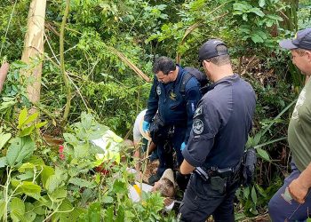 Homem fica ferido após cair de árvore