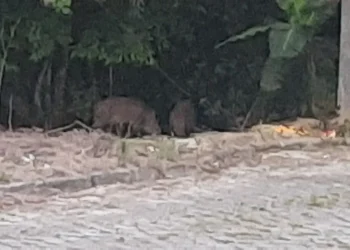 Presença de javalis em Criciúma é averiguada pela Polícia Militar
