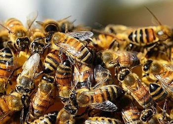 Abelhas atacam frentistas em Imbituba