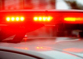 Plantação de maconha é encontrada em Campo Bom, Jaguaruna