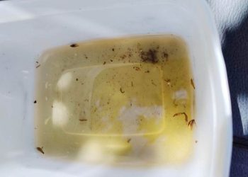 Gravatal registra primeiro foco da dengue em 2025